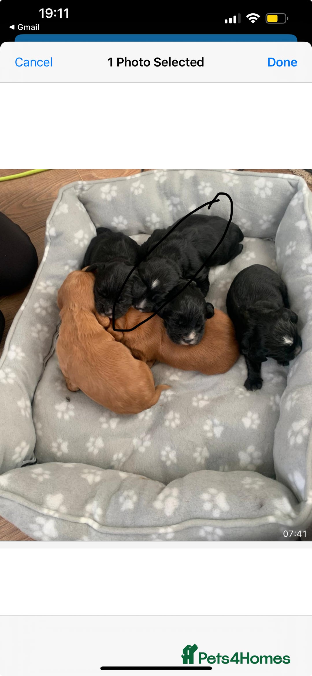 Cocker Spaniel dogs for sale: K C registered Cocker spaniel puppies  - Advert 20