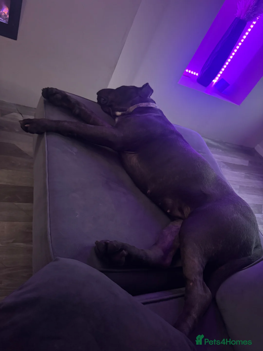 Cane Corso dogs for sale: Female Cane corso - Advert 2