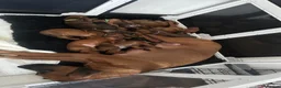 Rhodesian Ridgeback dogs for sale: KC Registered Rhodesian Ridgeback Puppies in Wallasey - Advert 6