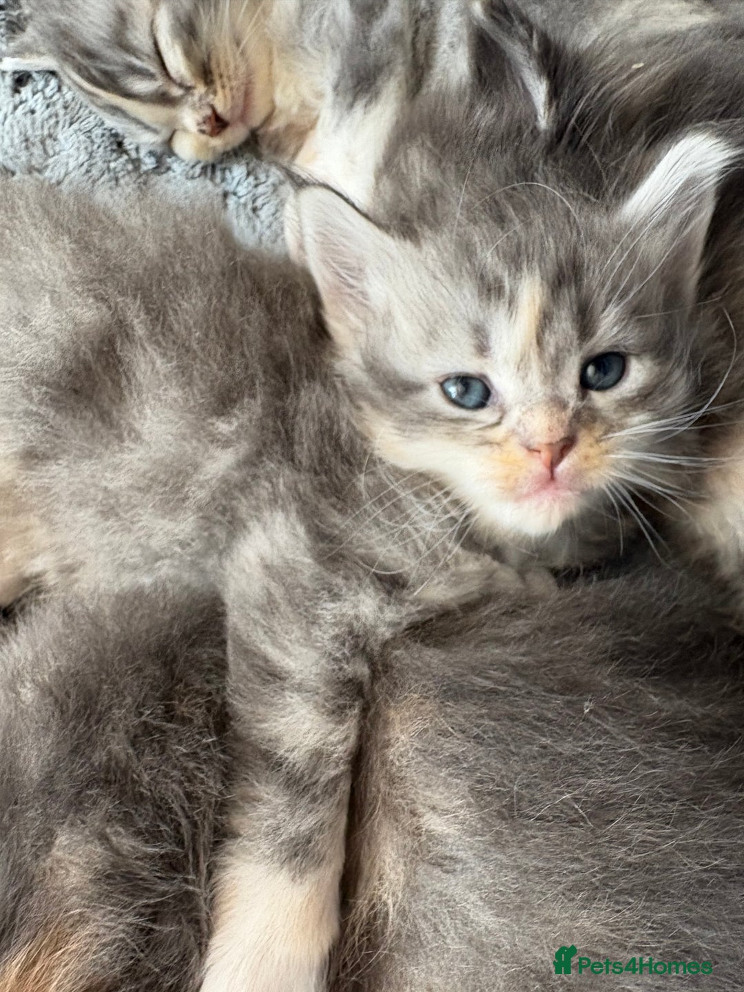 Maine Coon cats for sale: 3/4 maine coon kittens - Image 16