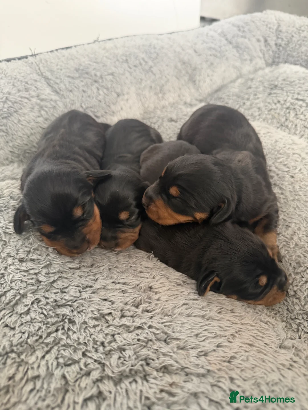 Mixed Breed dogs for sale: Doxiepoos - Advert 8