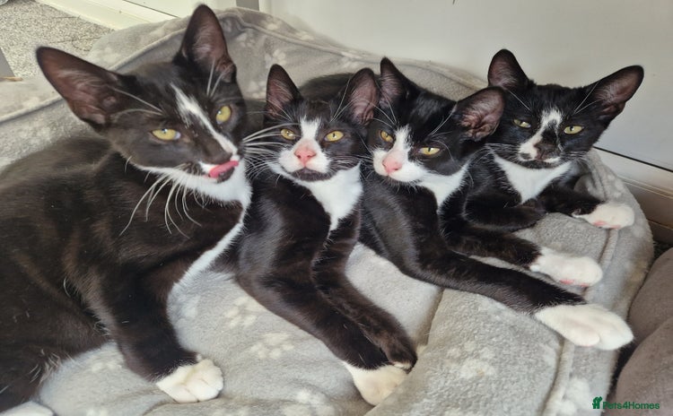 British Shorthair cats Black and white tuxedo malekittens  - Advert 1