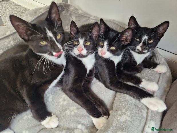 British Shorthair cats Black and white tuxedo malekittens - Advert 1