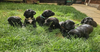Mixed Breed dogs - Advert 2