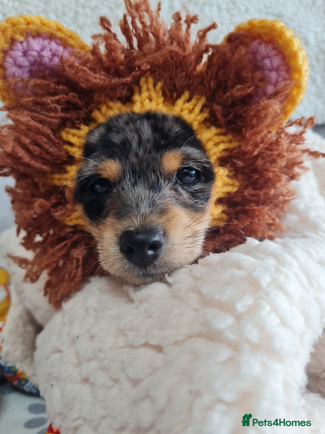 Chipoo dogs for sale: 4  Stunning chipoo puppies  - Image 28