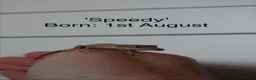 Mixed Breed rabbits for sale: Baby crested geckos for sale - Advert 3