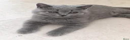 British Shorthair cats for sale: 2 Beautiful BSH Ready to Leave - GCCF Registered - Advert 10