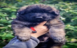 German Shepherd dogs for sale: German shepherd puppies KC register  - Image 16