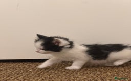 British Longhair cats for sale: Beautiful & playful kittens ready for new home - Image 23