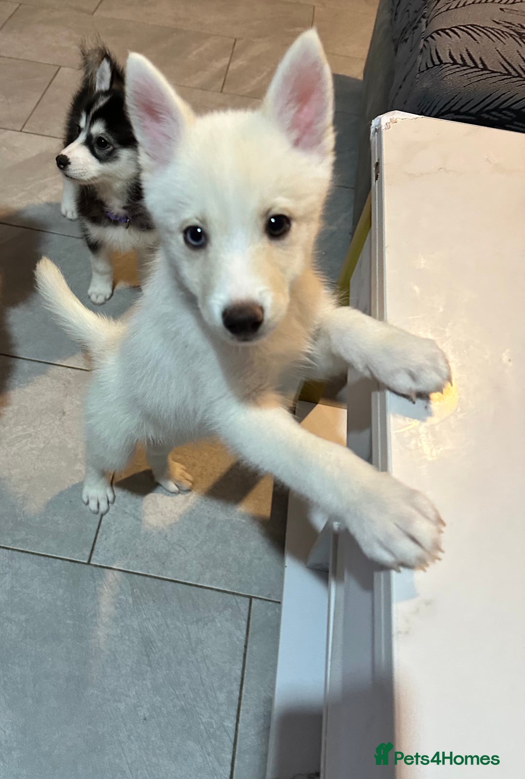 Pomsky dogs for sale: READY SMALL F4 POMSKY - Advert 9