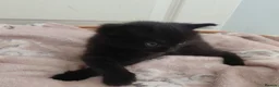 Mixed Breed cats for sale: 2 fluffy kittens - Advert 5