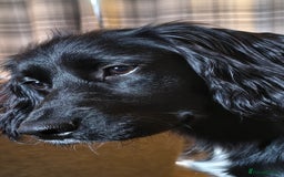 Sprocker dogs for sale: Stephen bray - Image 2
