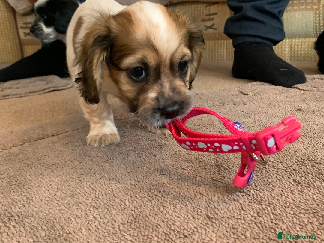 Mixed Breed dogs for sale: 2 Beautiful Shih Tzu x - Image 7