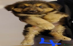 German Shepherd dogs for sale: Stunning litter of german shepherd puppies - Image 4
