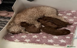 Cavapoo dogs for sale: Cavapoo pups ready to leave, forever homes only - Image 2
