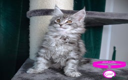 Maine Coon cats for sale: STUNNING XL PEDIGREE MAINE COON KITTENS  - Image 32