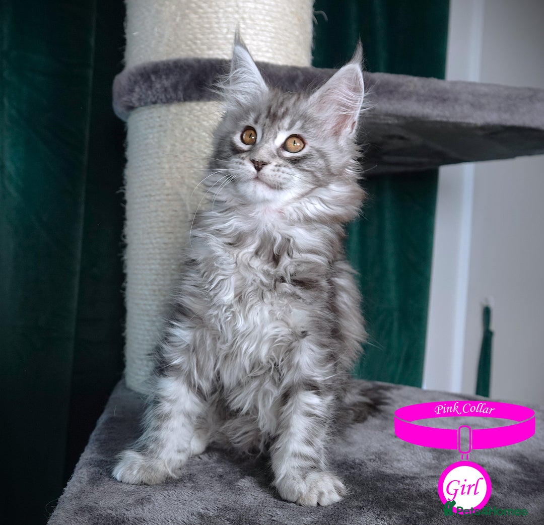 Maine Coon cats for sale: STUNNING XL PEDIGREE MAINE COON KITTENS  - Image 32