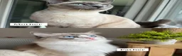 Tonkinese cats for sale: Beautiful&Very Affectionate Tonkinese×ragdoll 🩷  - Advert 2