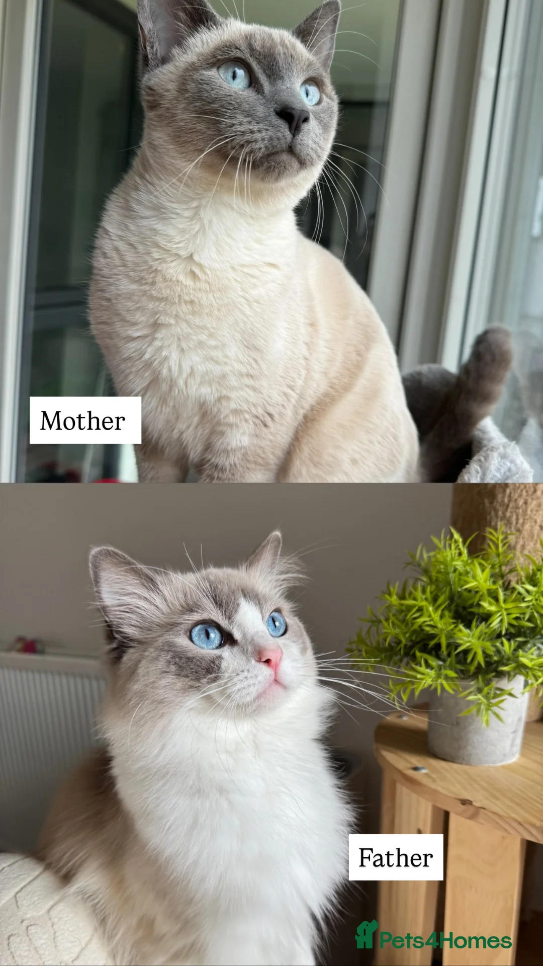 Tonkinese cats for sale: Beautiful&Very Affectionate Tonkinese×ragdoll 🩷  - Advert 2