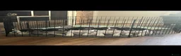 English Springer Spaniel dogs for sale: Springer spaniels kc reg female  - Advert 2
