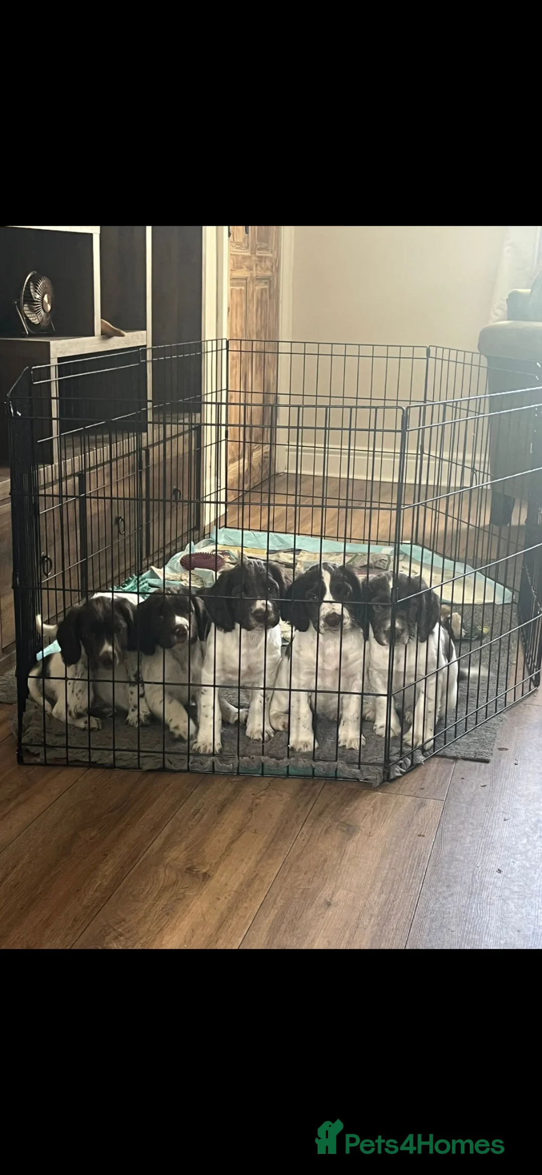 English Springer Spaniel dogs for sale: Springer spaniels kc reg female  - Advert 2
