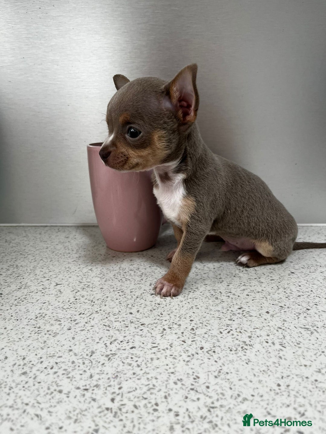 Chihuahua dogs for sale: Beautiful Chihuahua Puppies – Ready This Sunday - Image 5