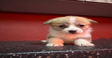 Welsh Corgi Pembroke dogs - Advert 4
