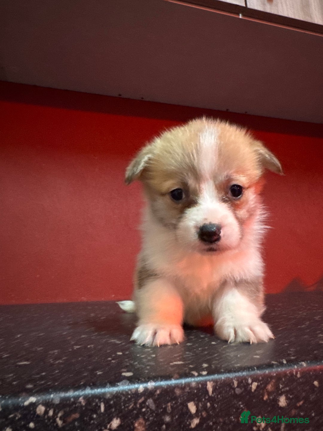 Welsh Corgi Pembroke dogs for sale: Naturally bobbed unique babies - Image 3