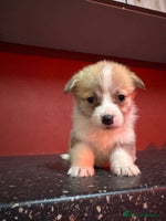 Welsh Corgi Pembroke dogs - Advert 4