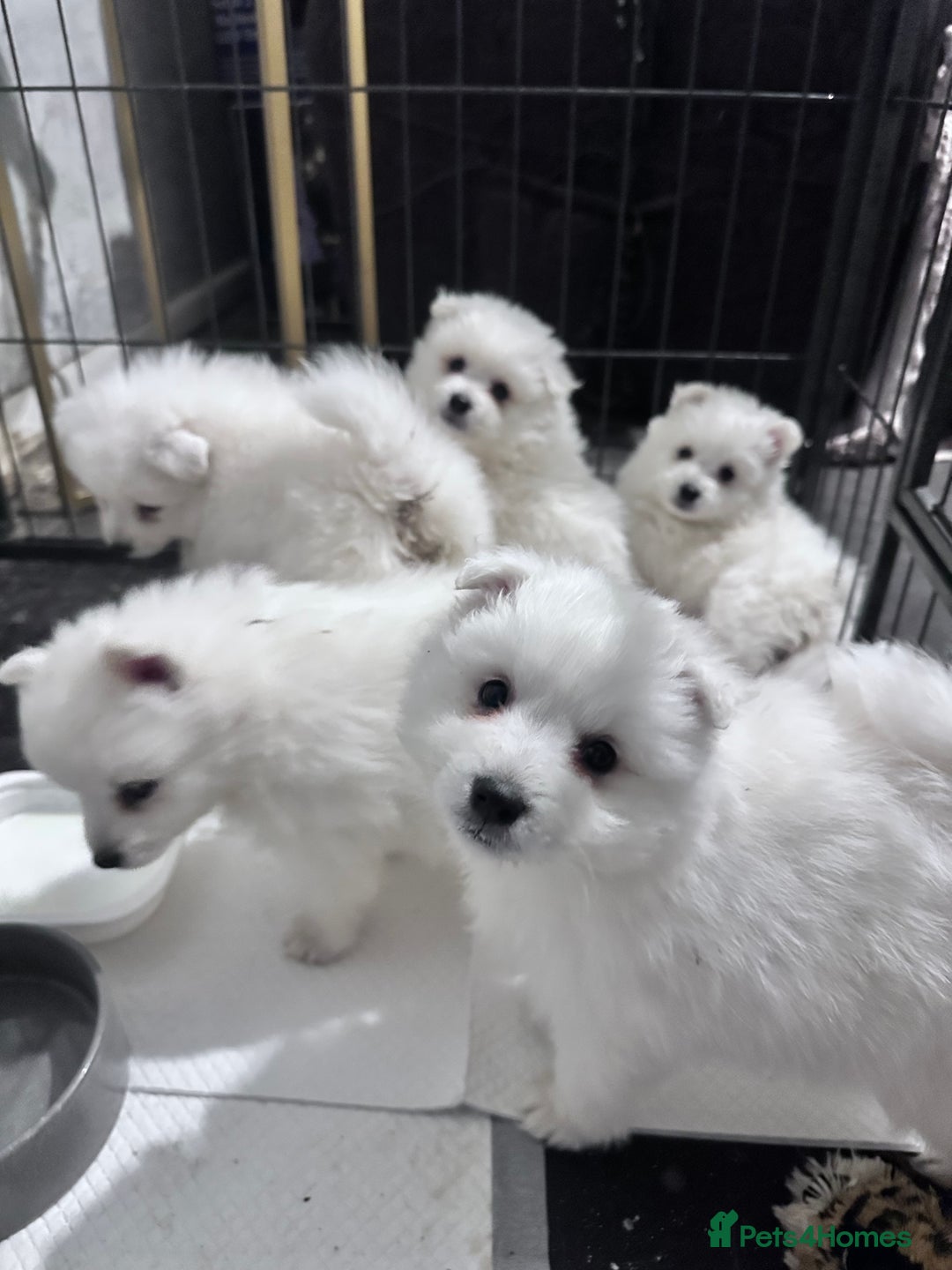 Japanese Spitz dogs for sale: Japanese spitz pups for sale  - Advert 7