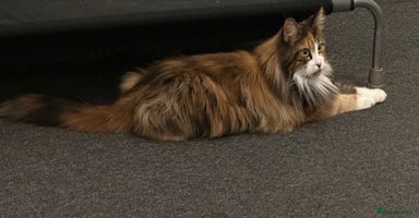 Maine Coon cats - Advert 9