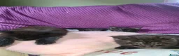 Maine Coon cats for sale: Beautiful black smoke male  - Advert 2
