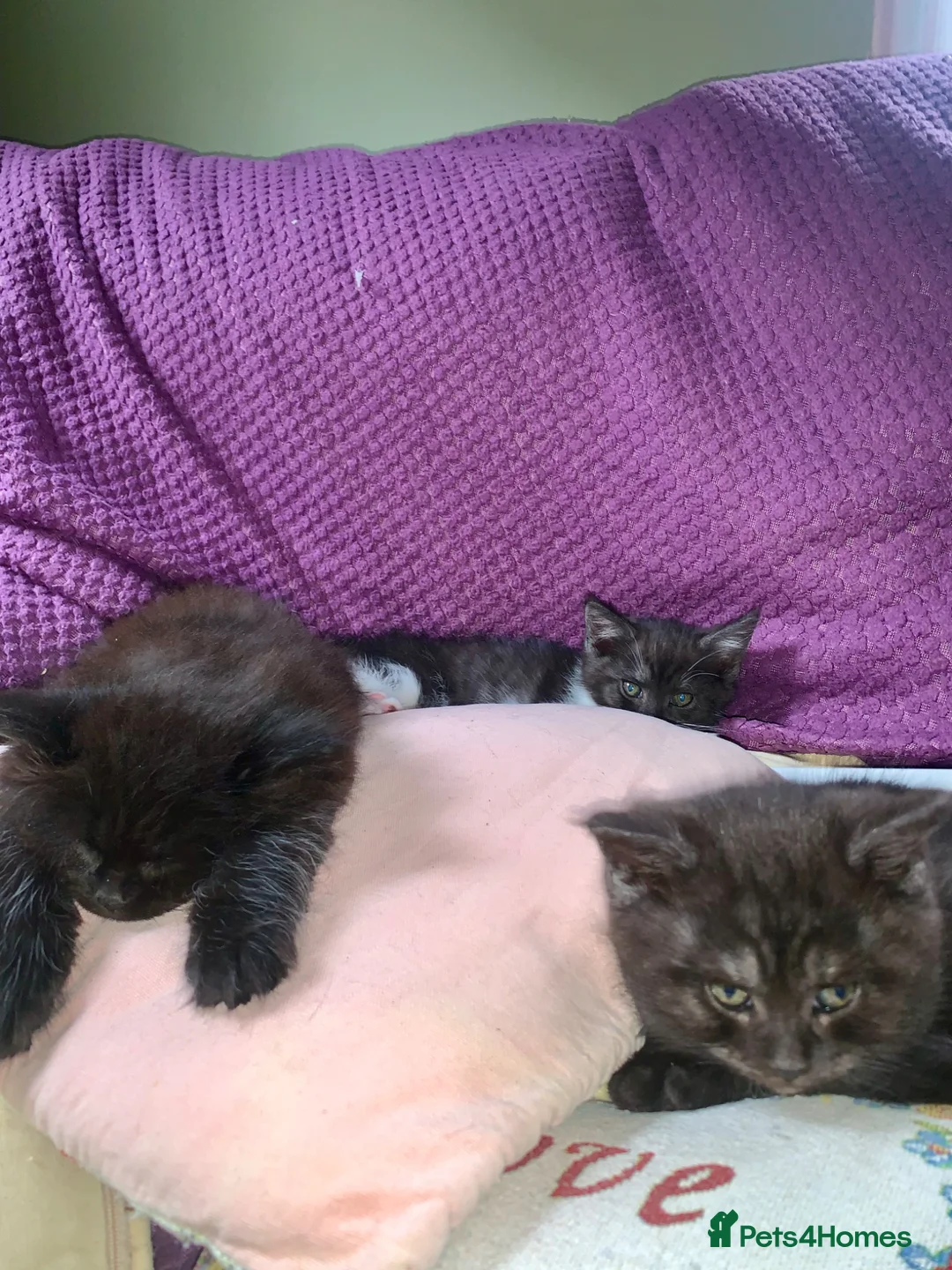Maine Coon cats for sale: Beautiful black smoke male  - Advert 2
