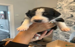 Border Collie dogs for sale: Border Collie pup- Merle, Black, Chocolate, Blonde - Image 10