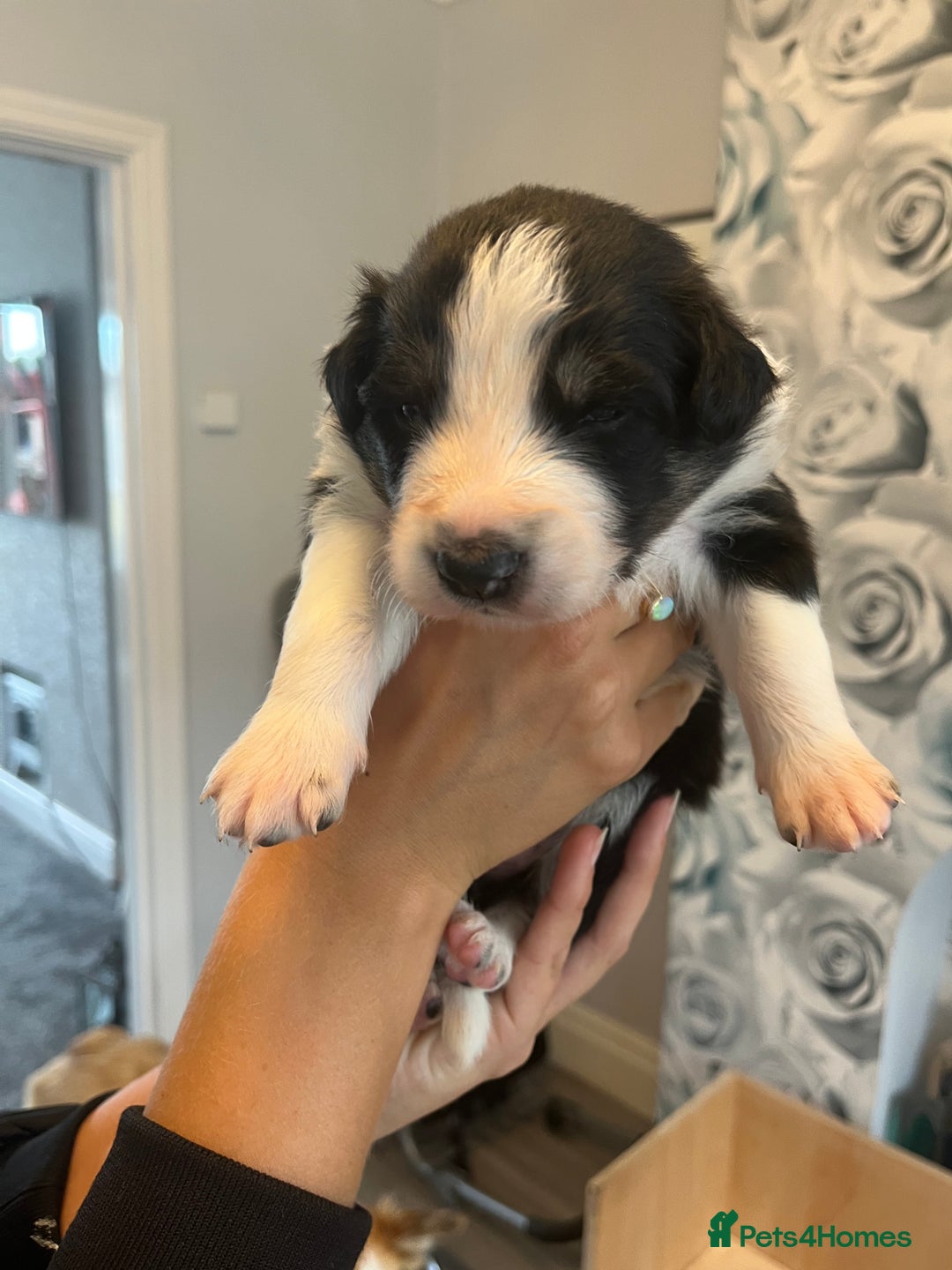 Border Collie dogs for sale: Border Collie pup- Merle, Black, Chocolate, Blonde - Image 10