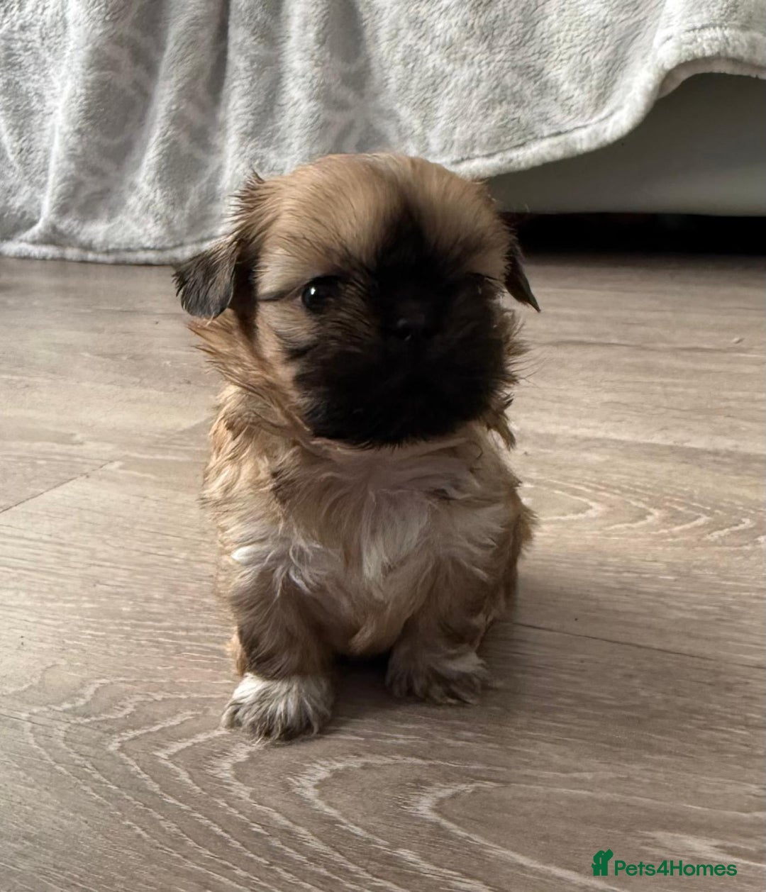 Shih Tzu dogs for sale: Pedigree imperial Shih Tzu puppies  - Advert 4