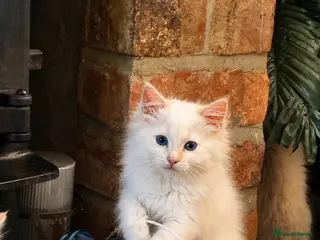 Ragdoll cats ⭐️Pure Bred and Health tested⭐️ - Advert 9