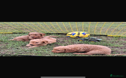 Mini Goldendoodle dogs for sale: F1 Goldendoodle puppies  - Image 13