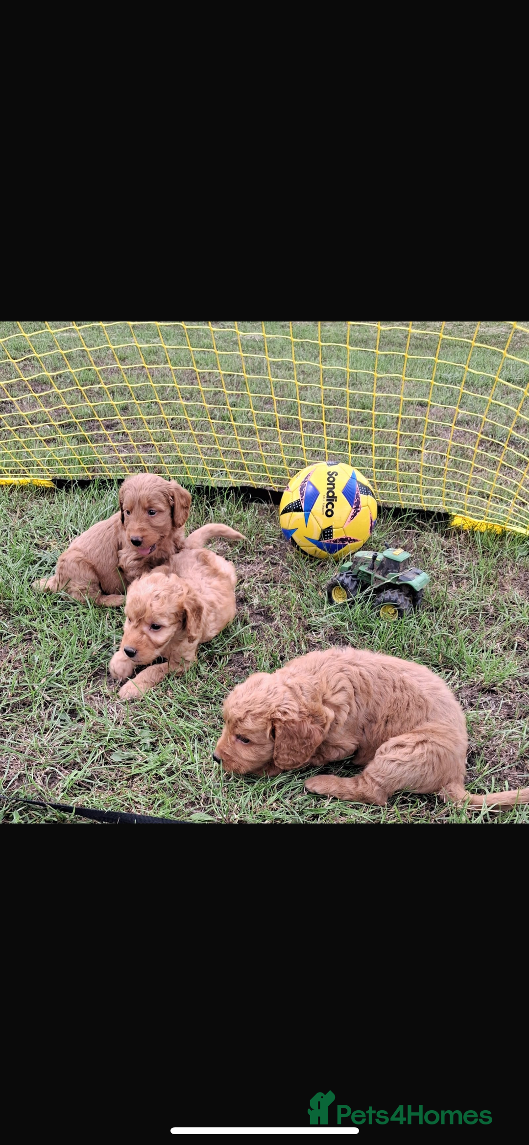 Mini Goldendoodle dogs for sale: F1 Goldendoodle puppies  - Image 13
