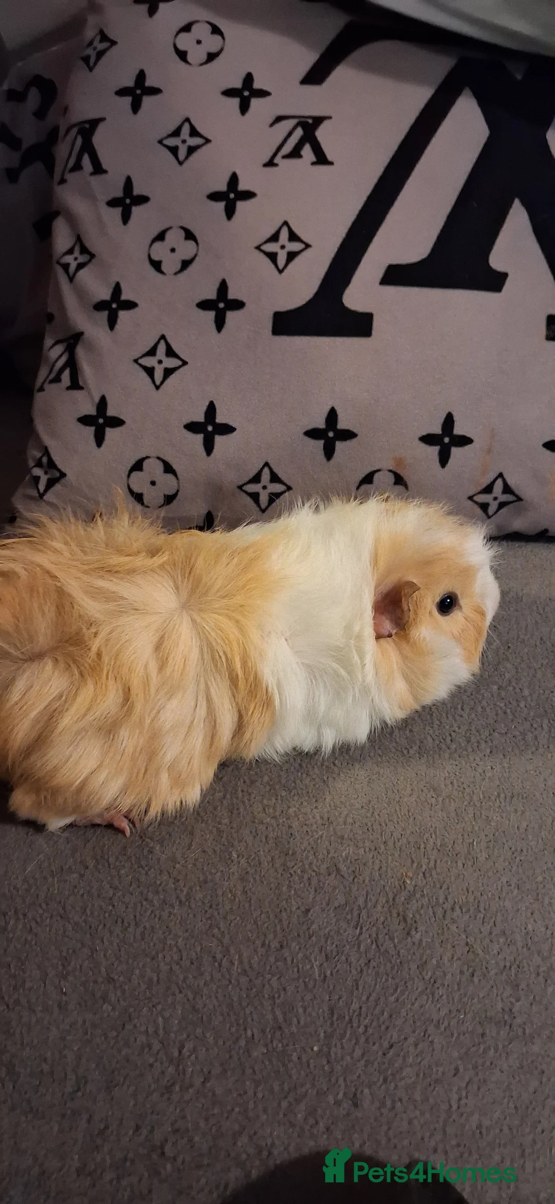 Guinea Pig rodents for sale: Baby boys and 1 girl now reduced as 12 eeeks - Advert 9