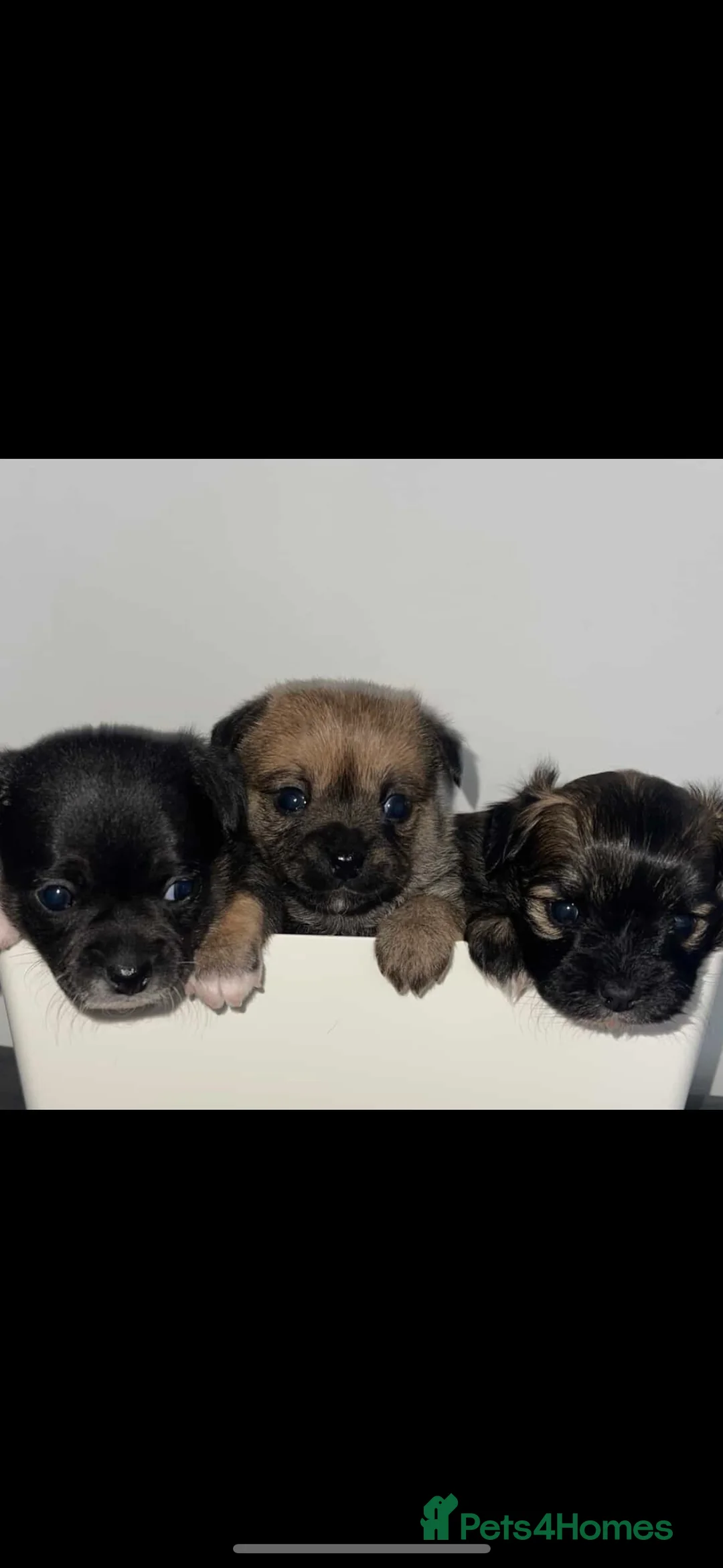 Pomchi dogs for sale: Pomchie puppies  in Middlesbrough - Advert 8