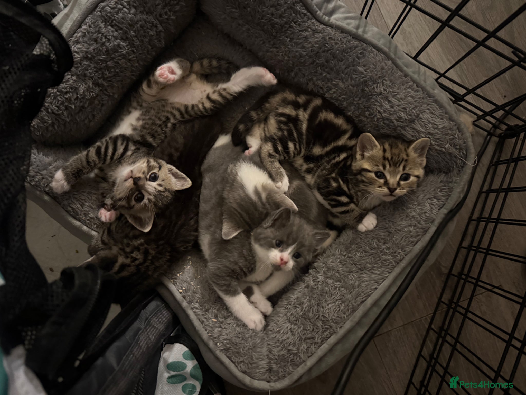 British Shorthair cats Bsh cross kittens  - Advert 9