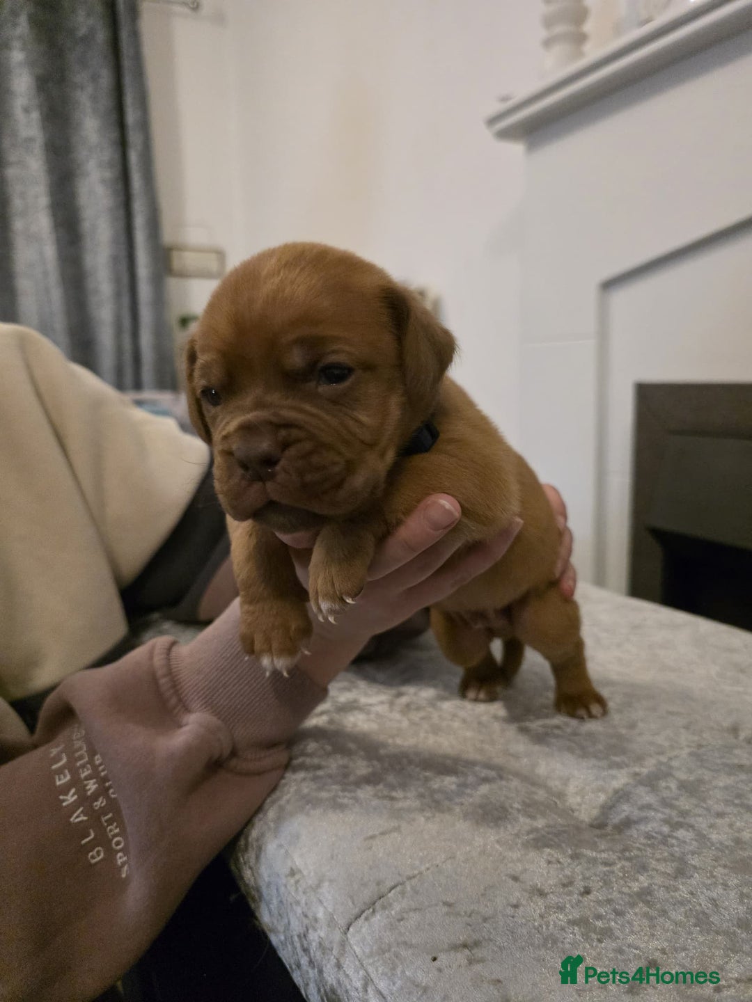 Dogue De Bordeaux dogs for sale: Dogue de bordeux puppies for sale! - Advert 9