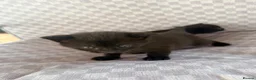 Mixed Breed cats for sale: Black tabby kittens  - Advert 25