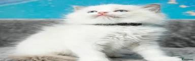Ragdoll 2