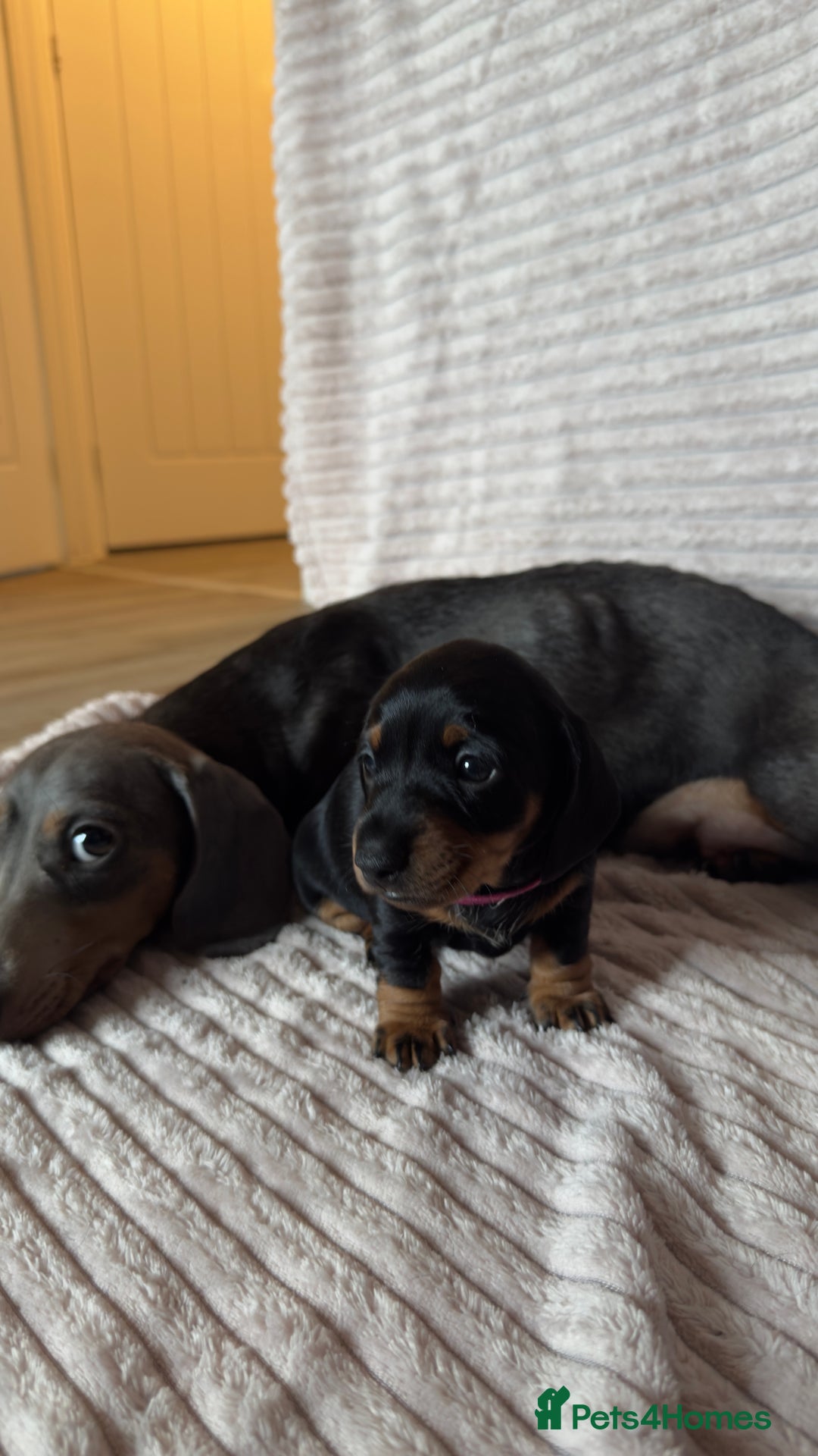 Miniature Dachshund dogs for sale: ⭐️OUTSTANDING MINI DACHSHUND PUPS⭐️  - Advert 14