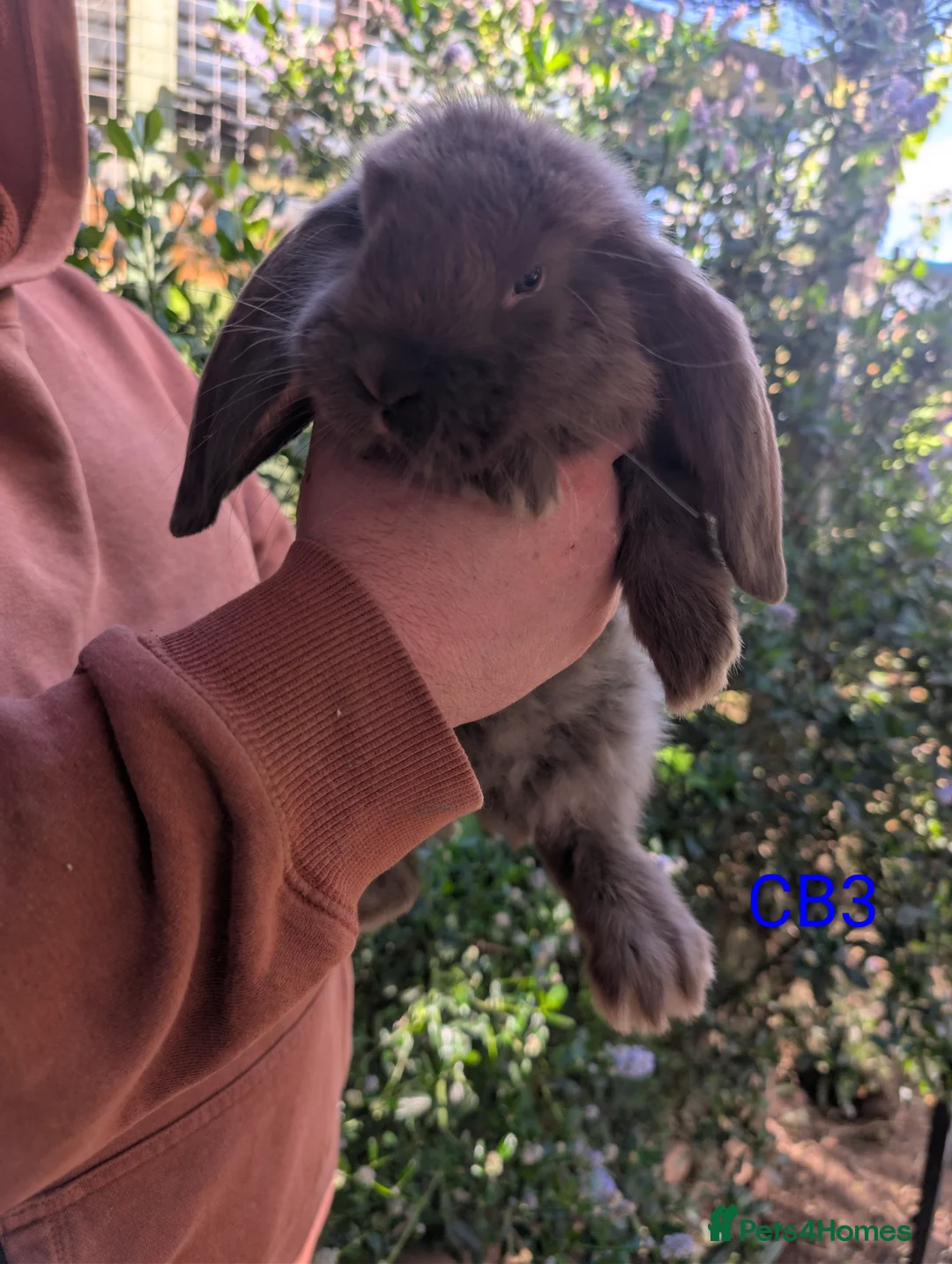 French Lop rabbits for sale: Beautiful French lops  - Advert 1