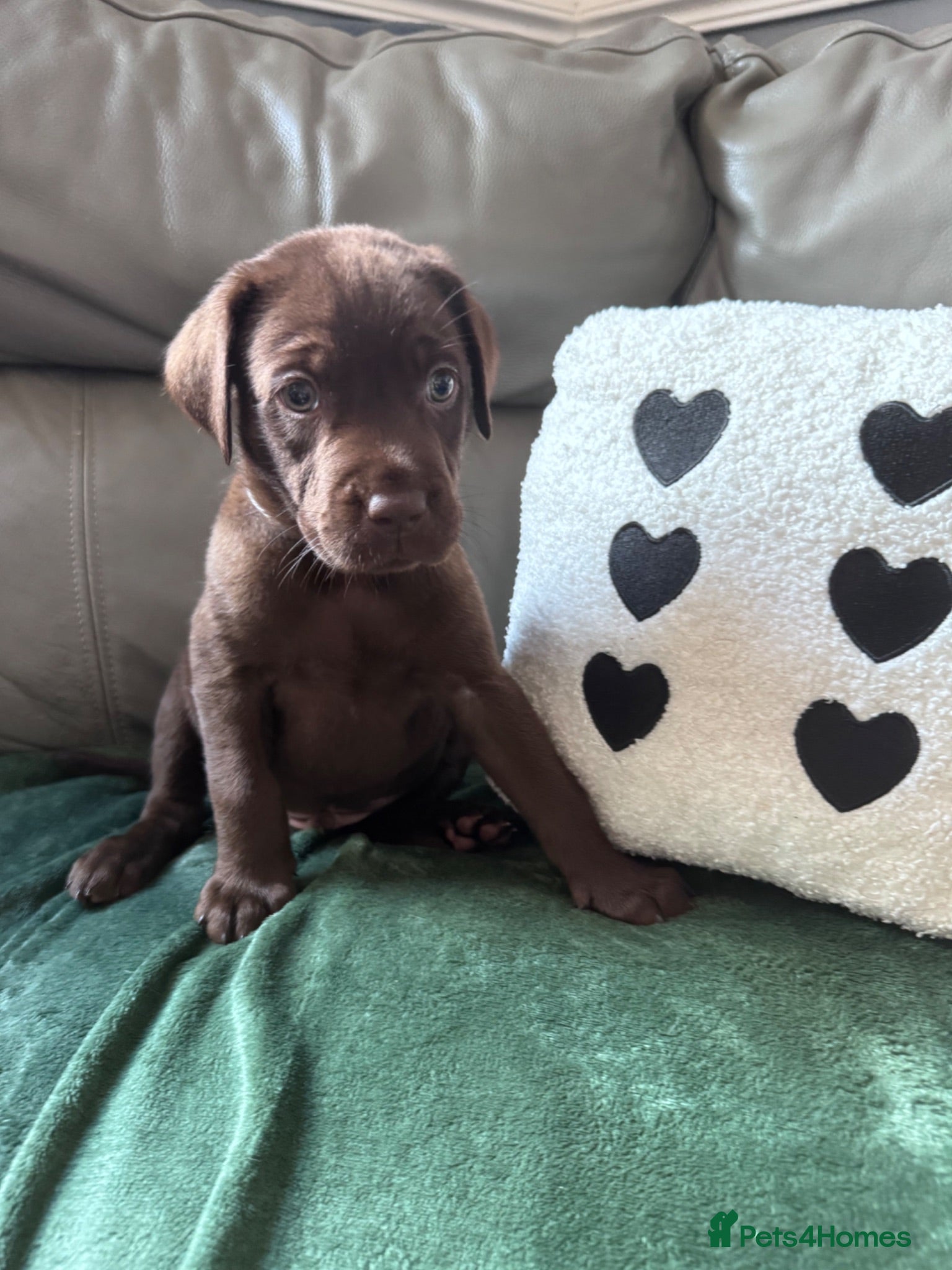 Labrador Retriever dogs 8 stunning lab pups for sale - Advert 11