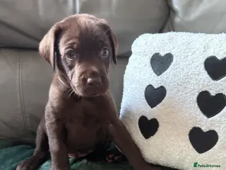 Labrador Retriever dogs ** READY 10th JULY **8 stunning lab pups for sale - Advert 1
