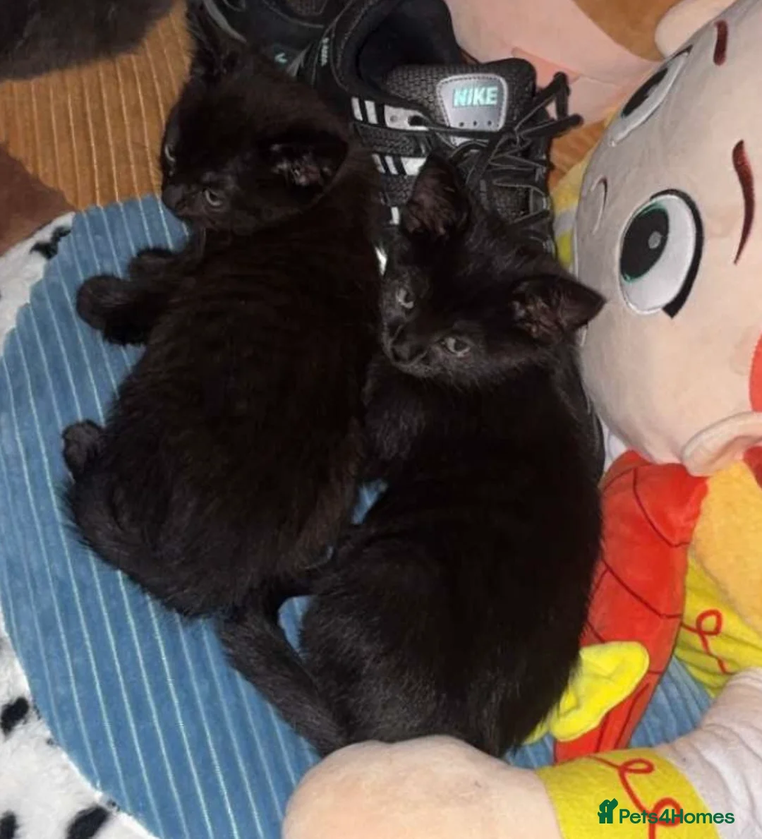 British Shorthair cats for sale: Two British short hair kittens  - Advert 2